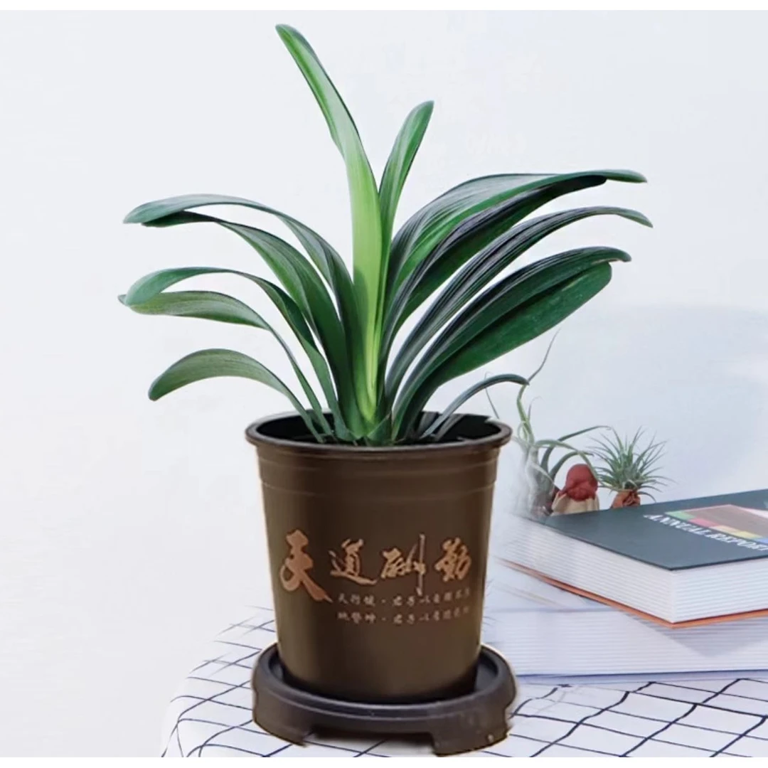 【6-8片叶】精品君子兰盆栽室内办公室花卉植物好养当年开花绿植