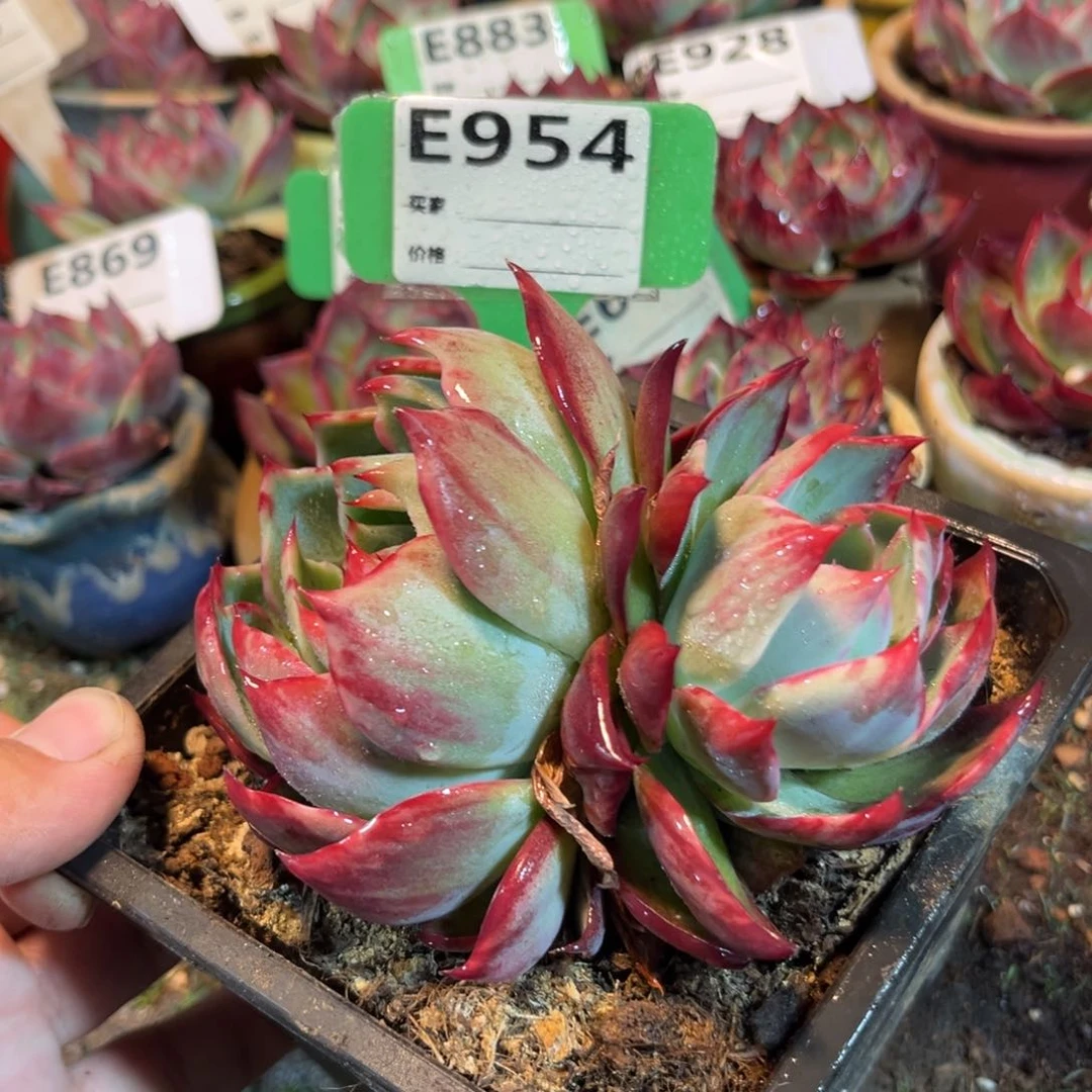 惊鸿一瞥954号多肉