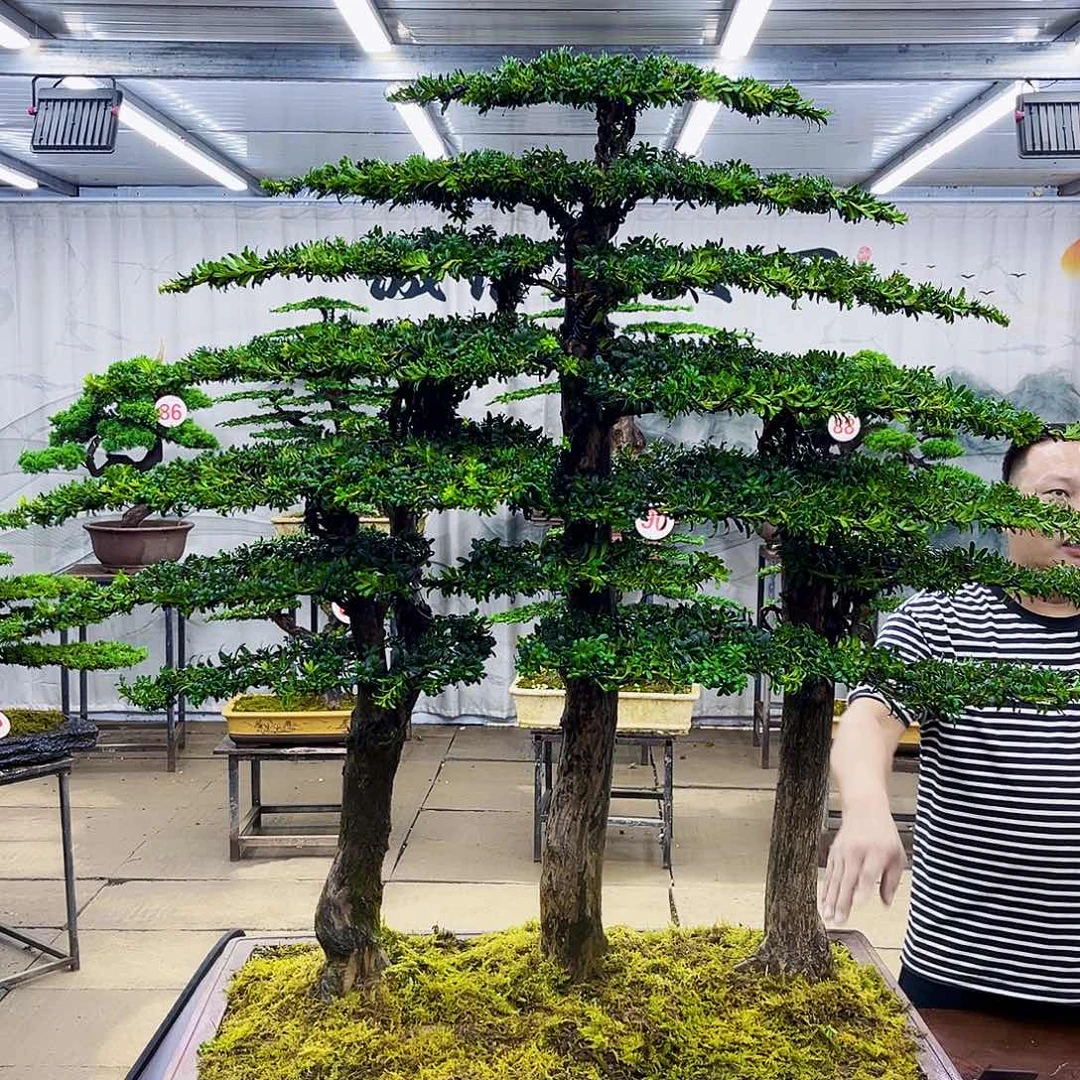 无花朵罗汉松盆景专场直播
