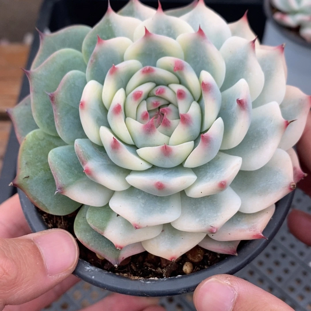 吉娃娃多肉植物9010