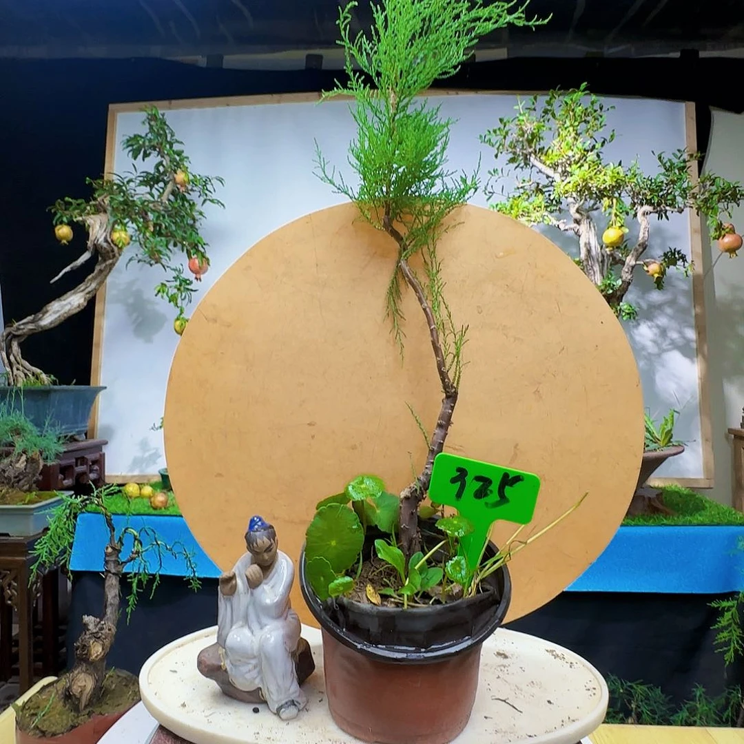 b***鱼无花朵三春柳柽柳观音柳地方狗狗哈哈哈