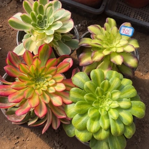 862多肉植物组合