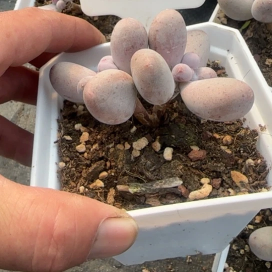 241米可奶多肉植物