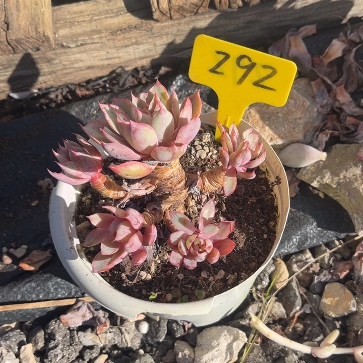 赫拉多肉植物2 9 2