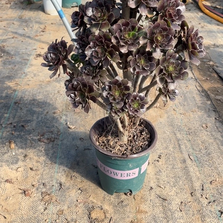 10灰法师多肉多肉植物多肉