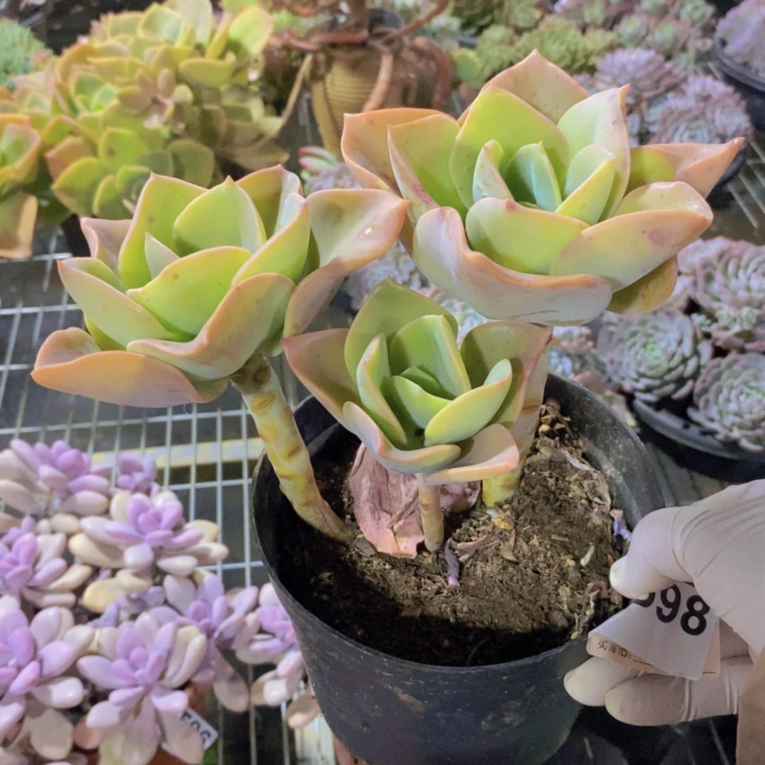 9598贺氏老桩一物一拍