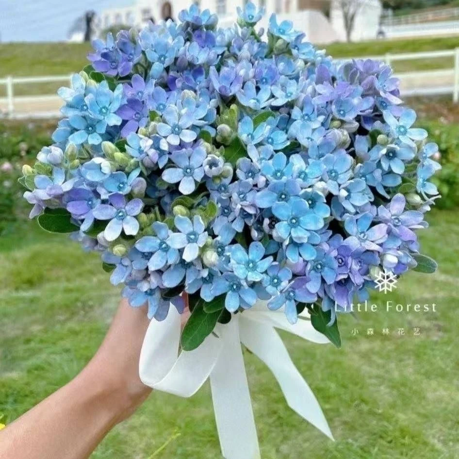 【蓝星花1扎  高端小众花材 】云南鲜花 家居水养插花