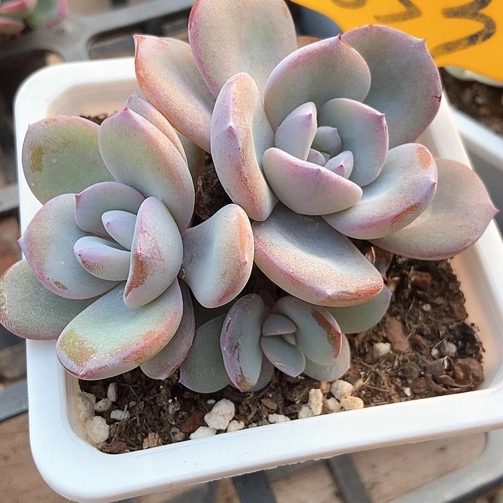 多肉植物韩版奶茶群853