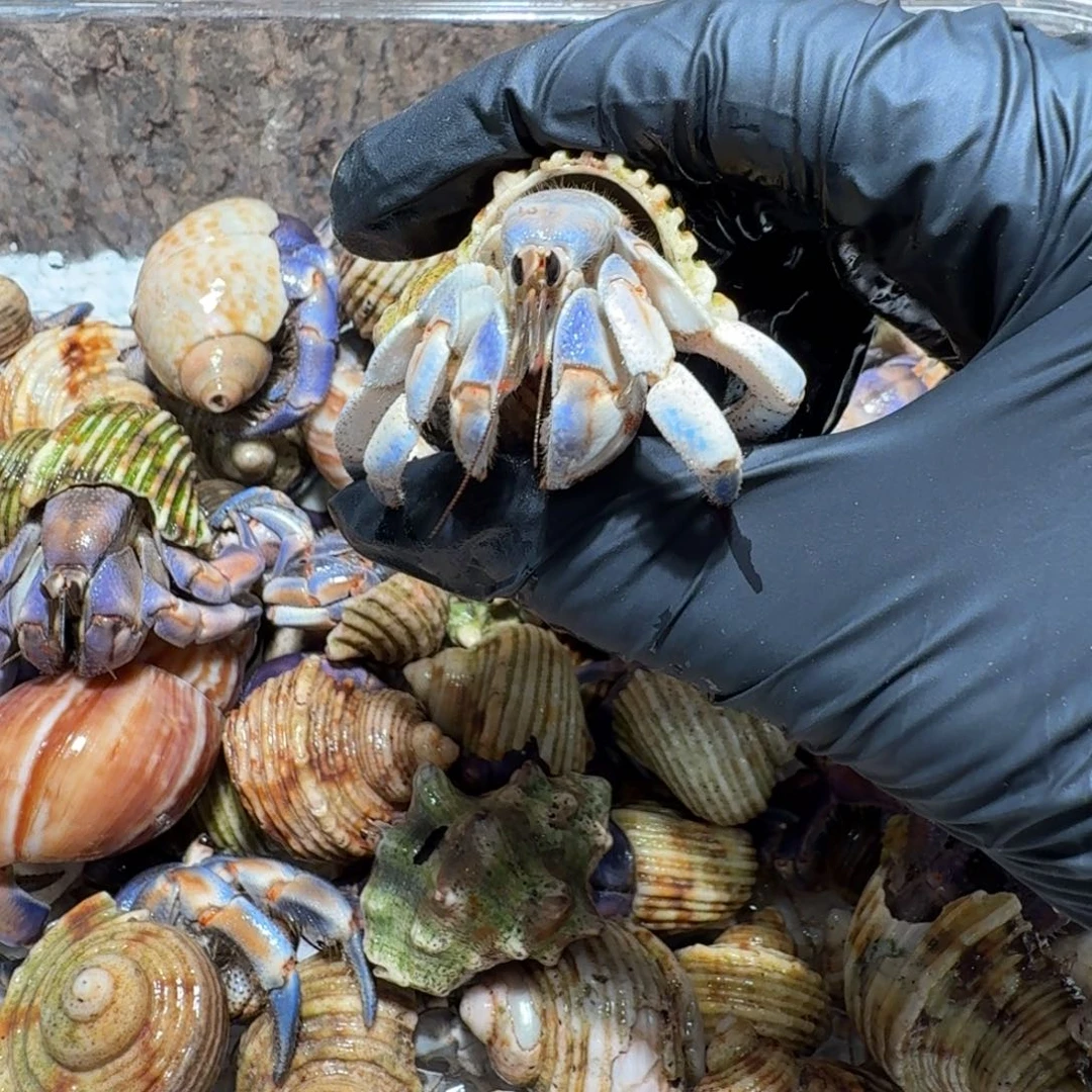 4号直播间挑选2.1口