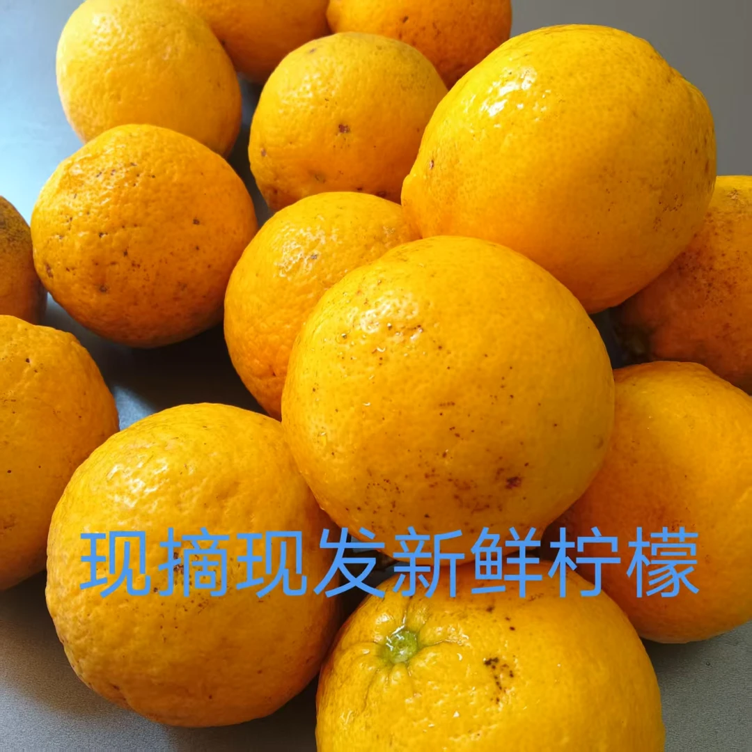 四川现摘现发新鲜柠檬果