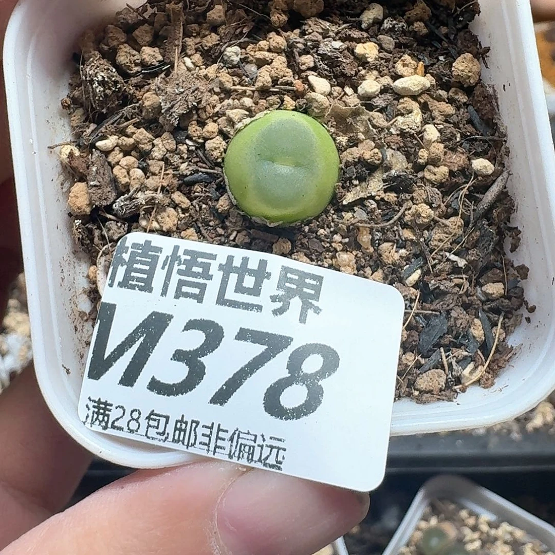 多肉植物多肉植物的