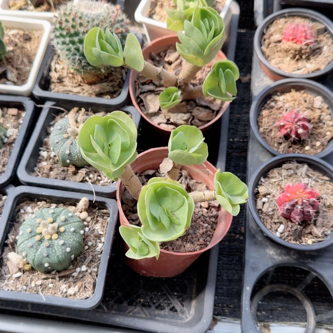 无花朵金钱木特价多肉植物