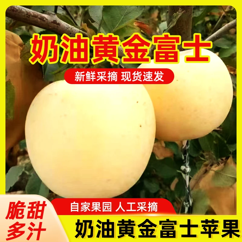 Z正宗烟台奶油黄金富士苹果冰糖心新鲜采摘冰糖脆甜多汁