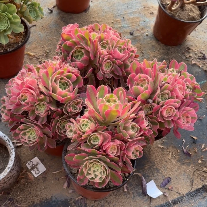 粉女巫4棵多肉植物不包损小