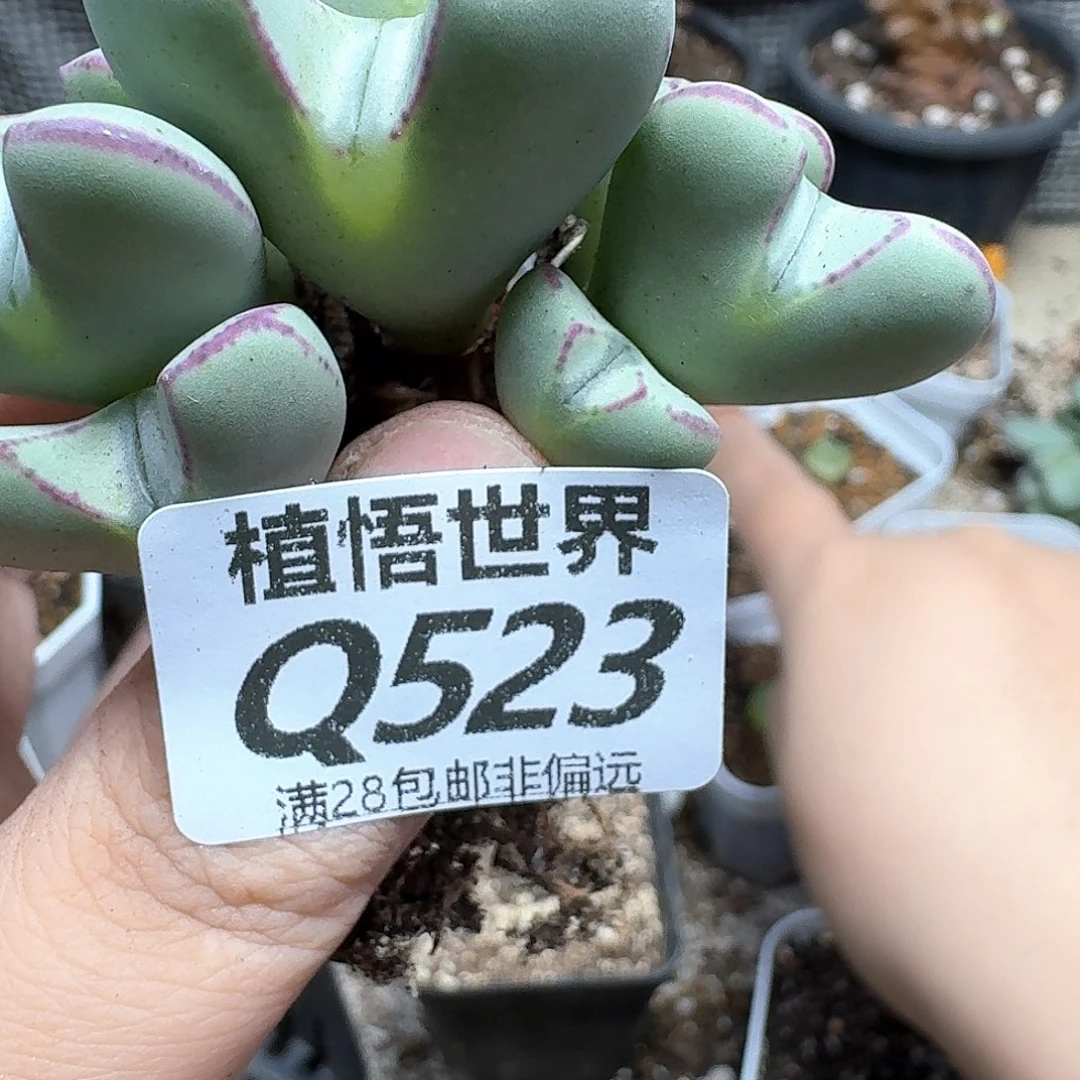 多肉植物的润泽的f
