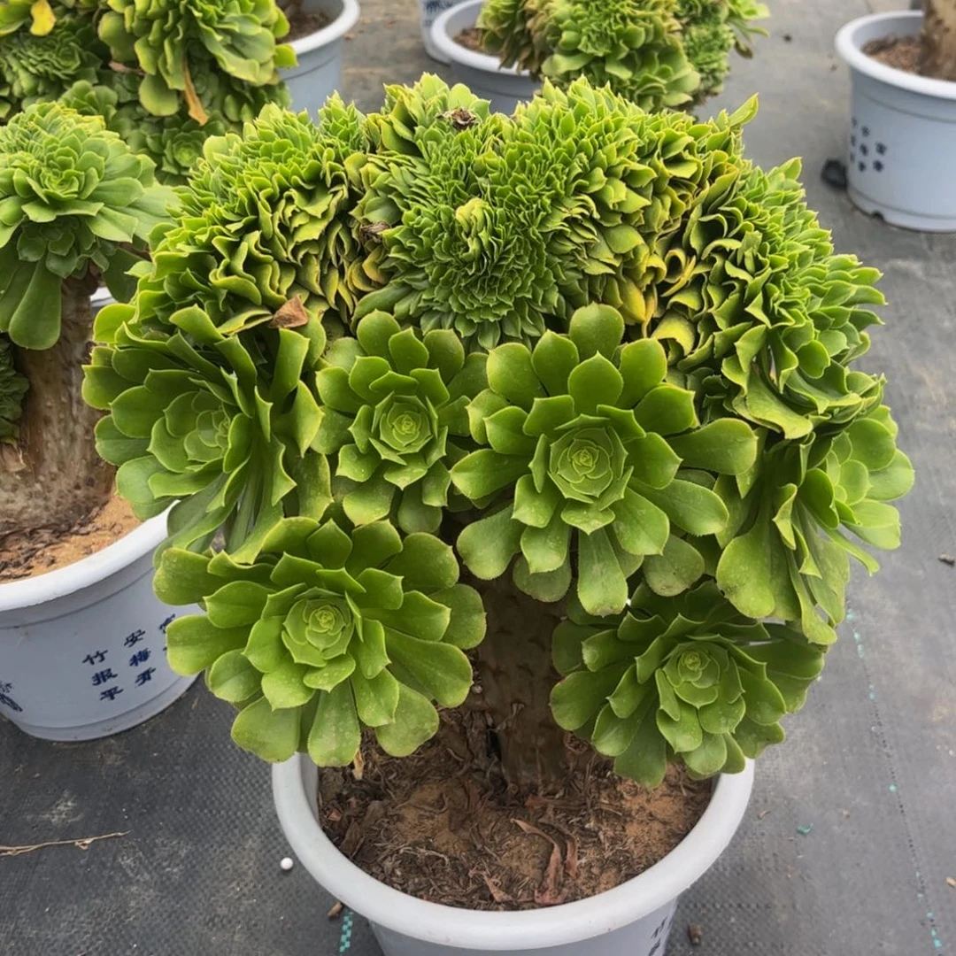 绿色系116法师法师