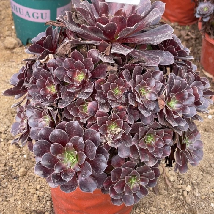 无花朵727对肉植物华纳