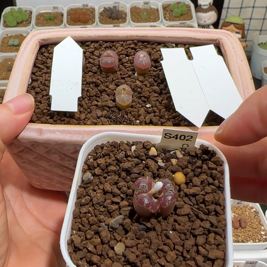 W****肉锥多肉植物组合-有疤1080