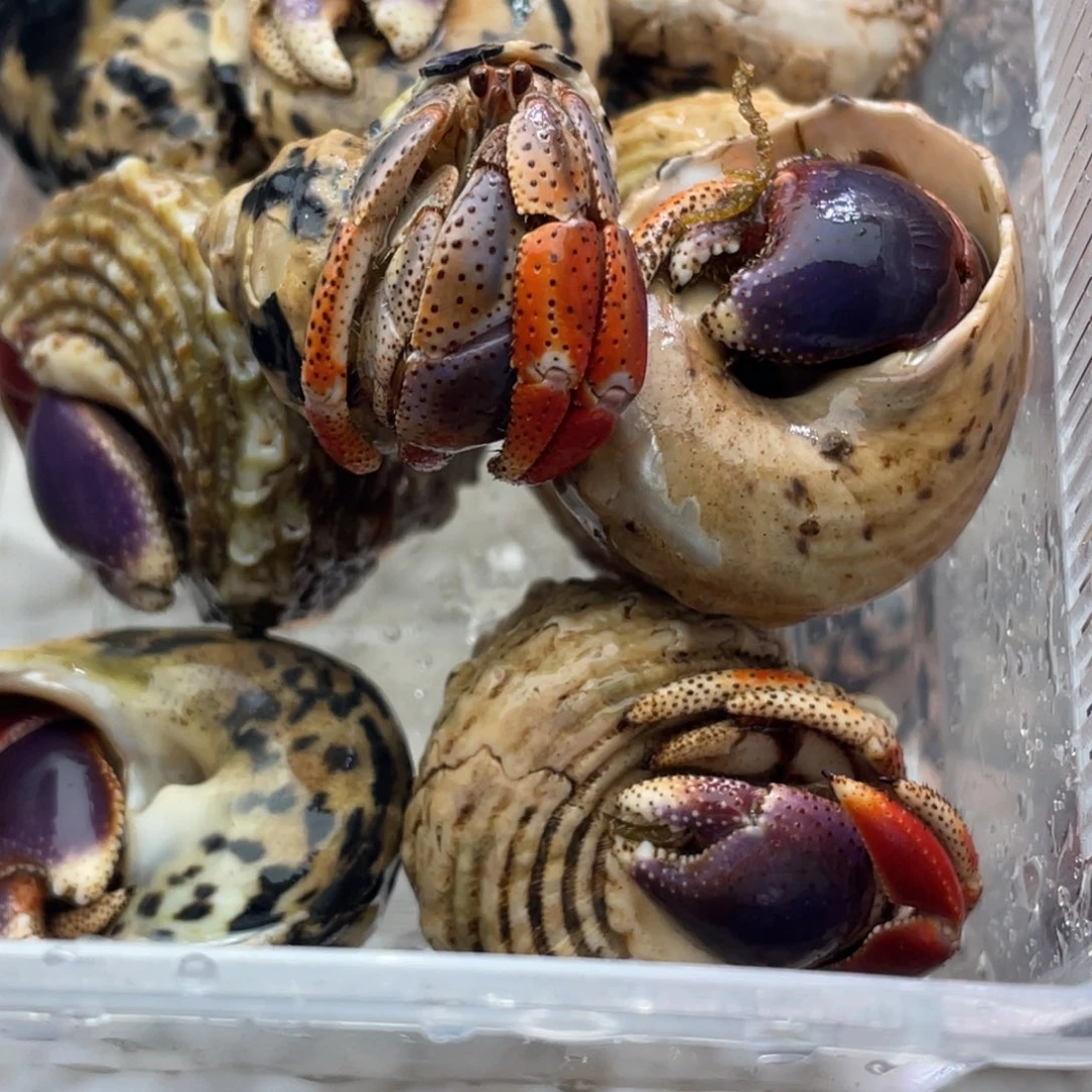 3***酱断腿残联拍好看好看