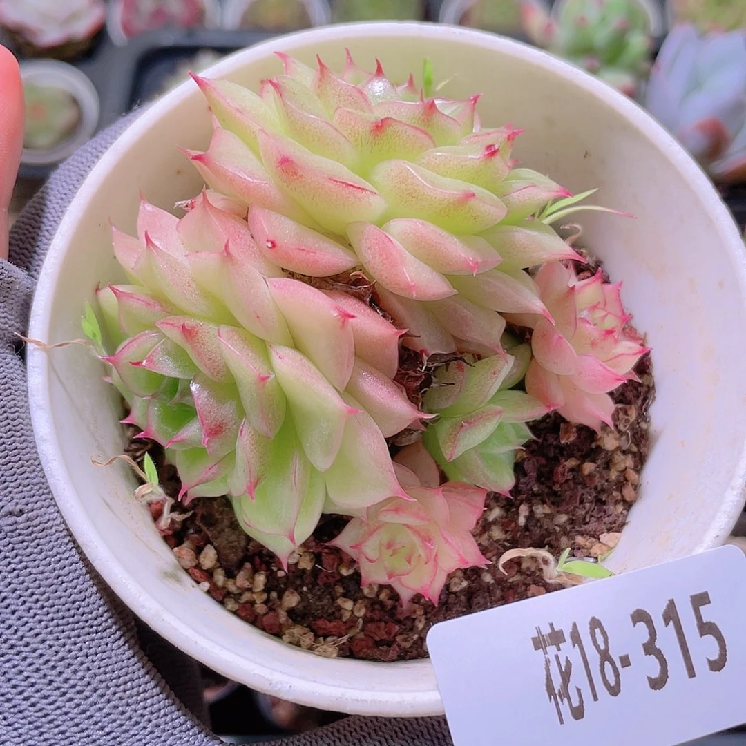 花利美18-315麦秆