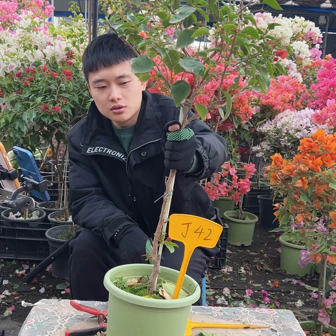 .***雪大部分花苞少量开放J42不甜西瓜