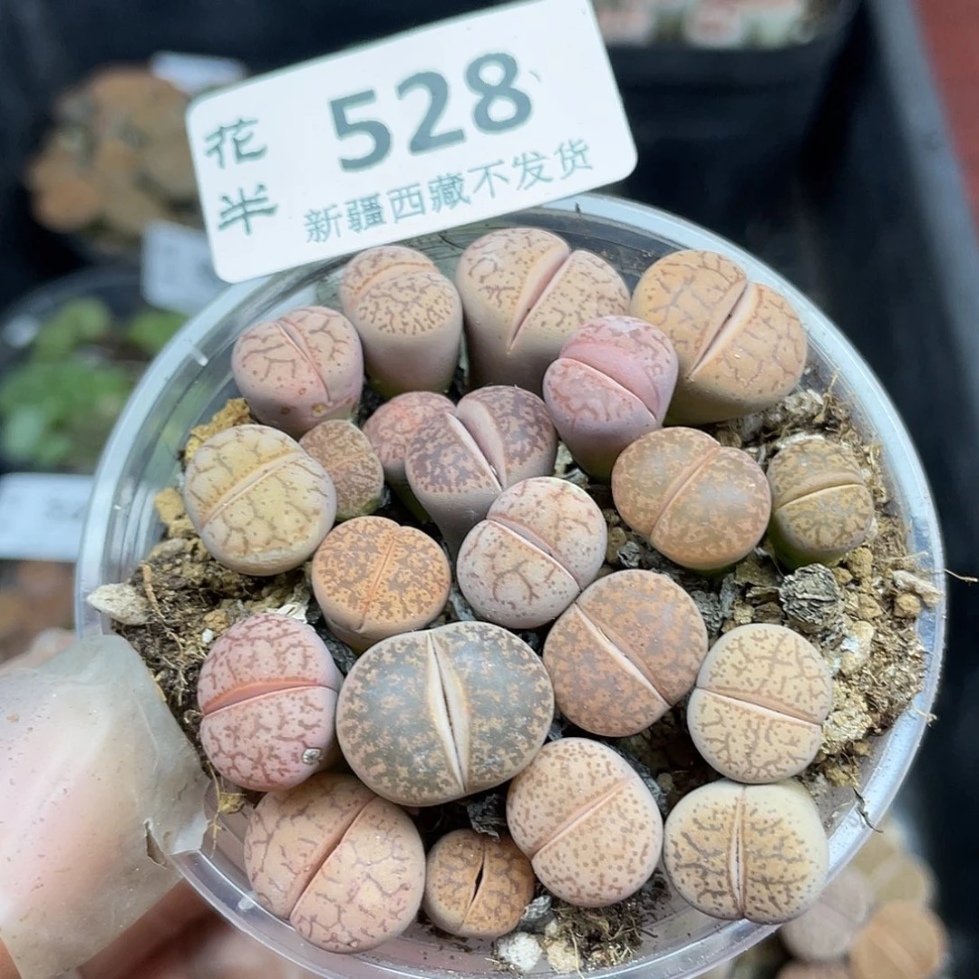 528000000花花花花花