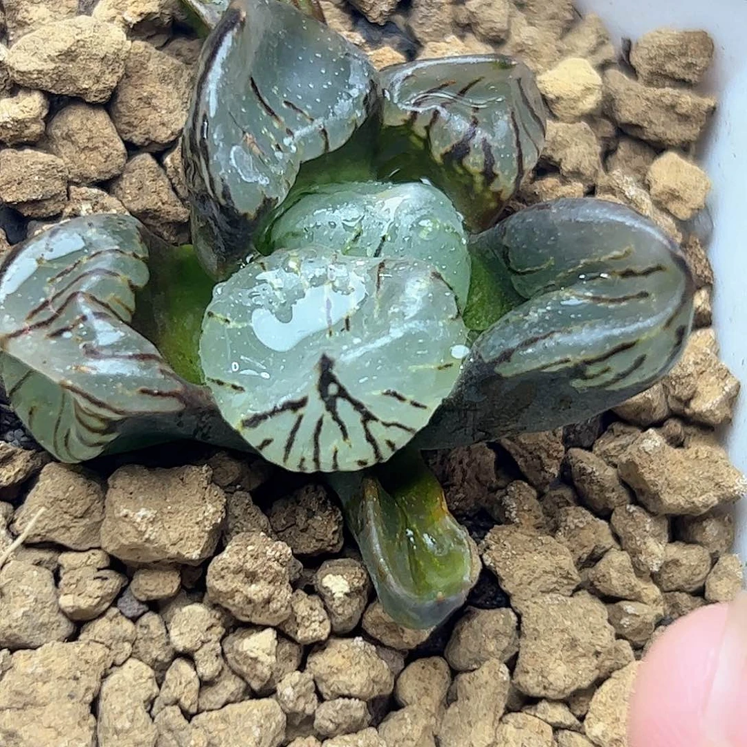 3***9魔晶球十二卷多肉植物