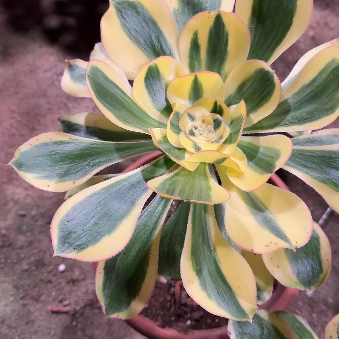 海***容多肉植物法师王妃589