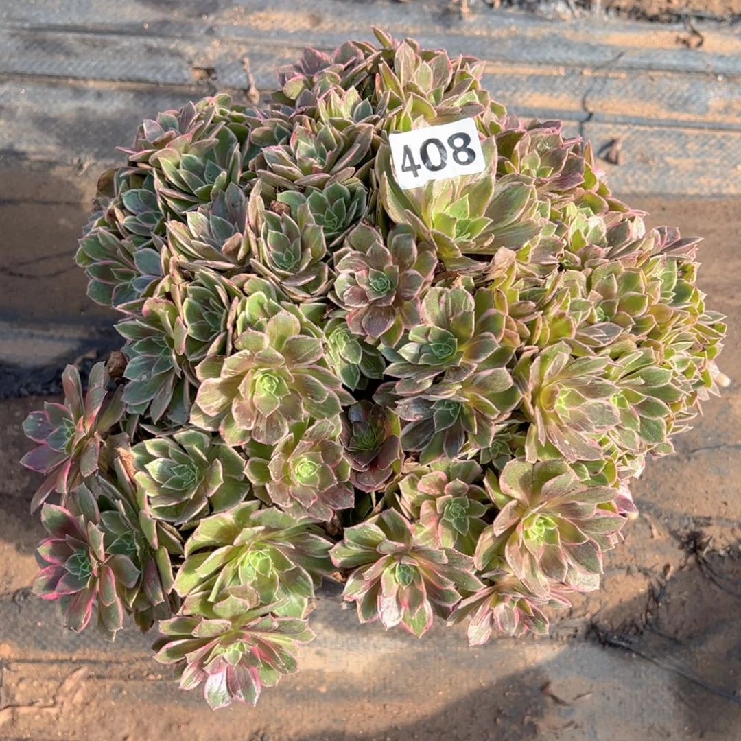 多肉植物万花筒朵朵408