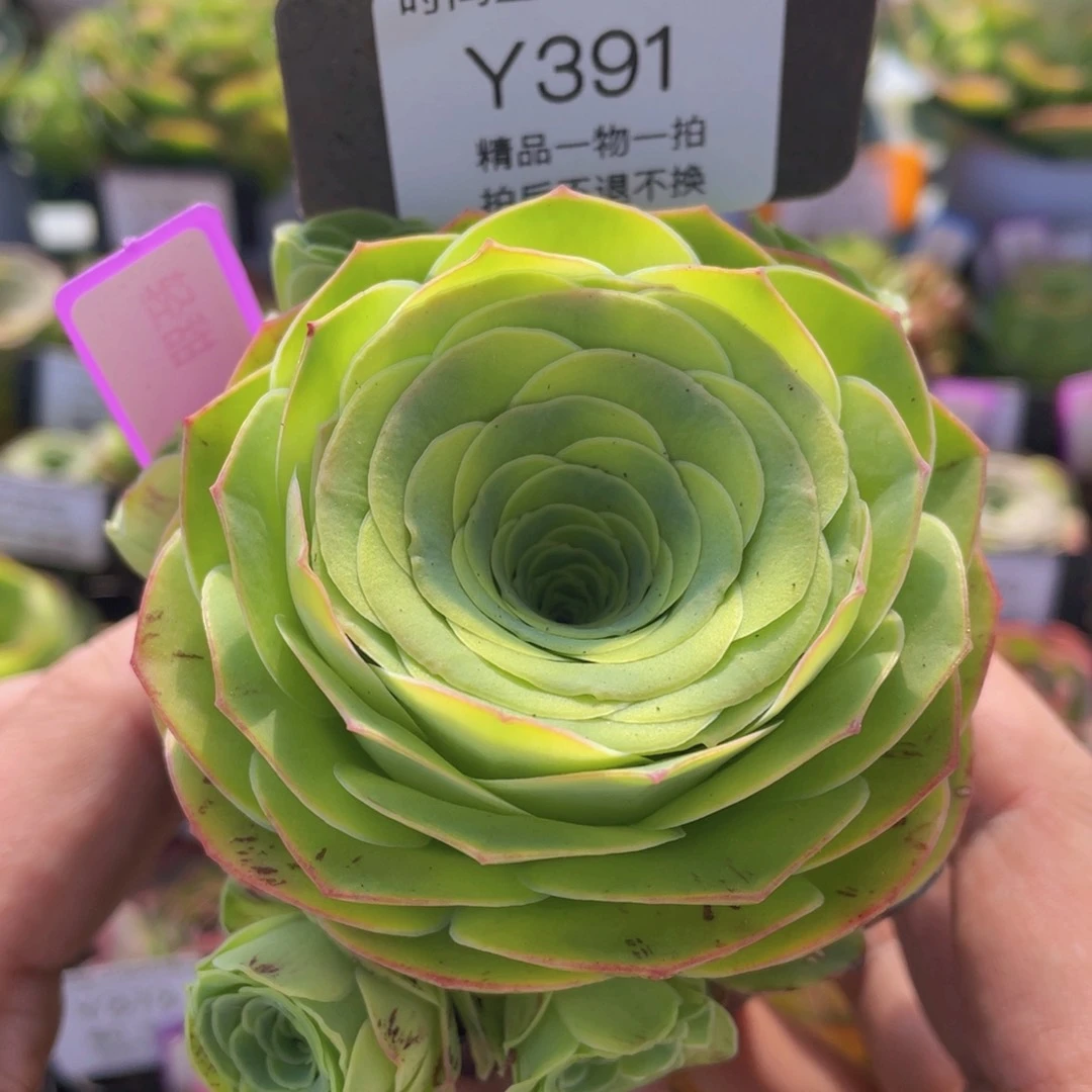 轻甜福利391一物一拍