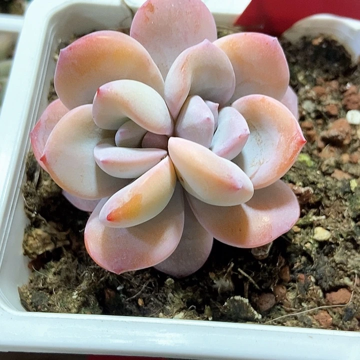 多肉植物奶茶253