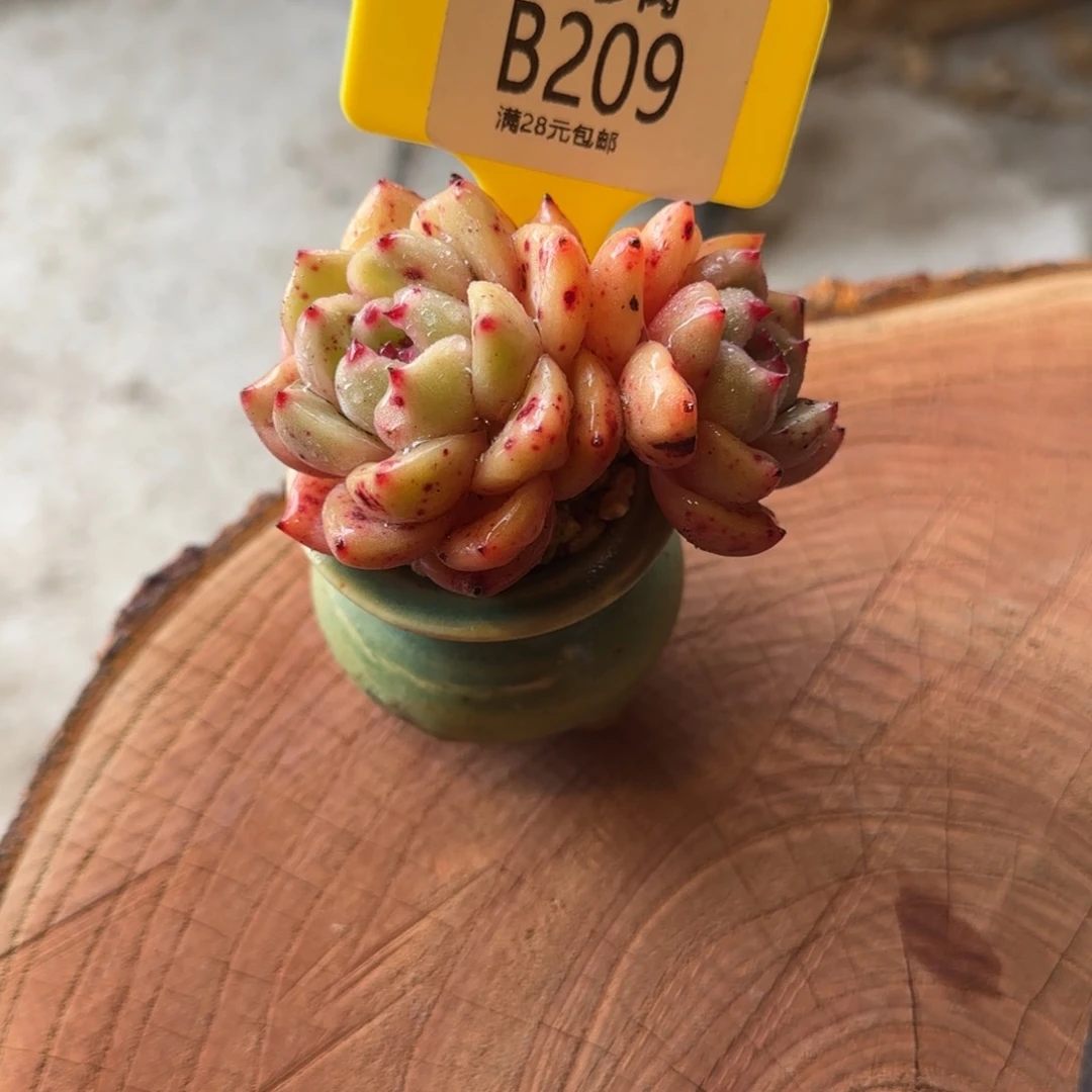 元*多肉植物1111111