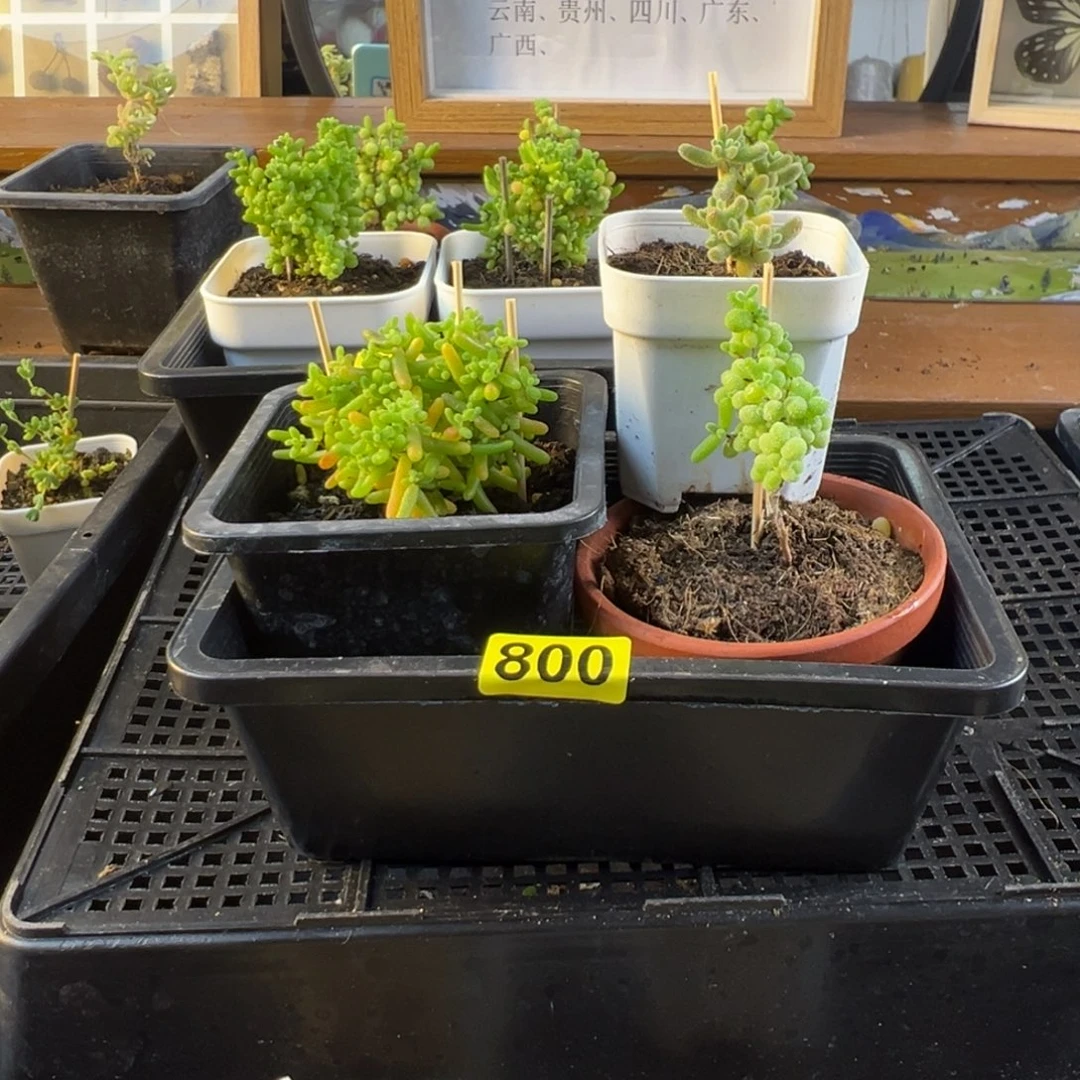 枝干番杏多肉植物800