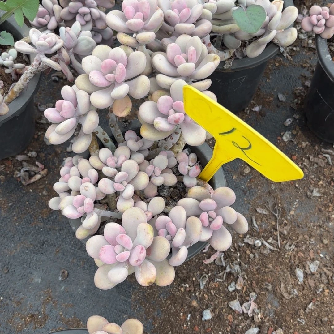 12号老庄多肉植物