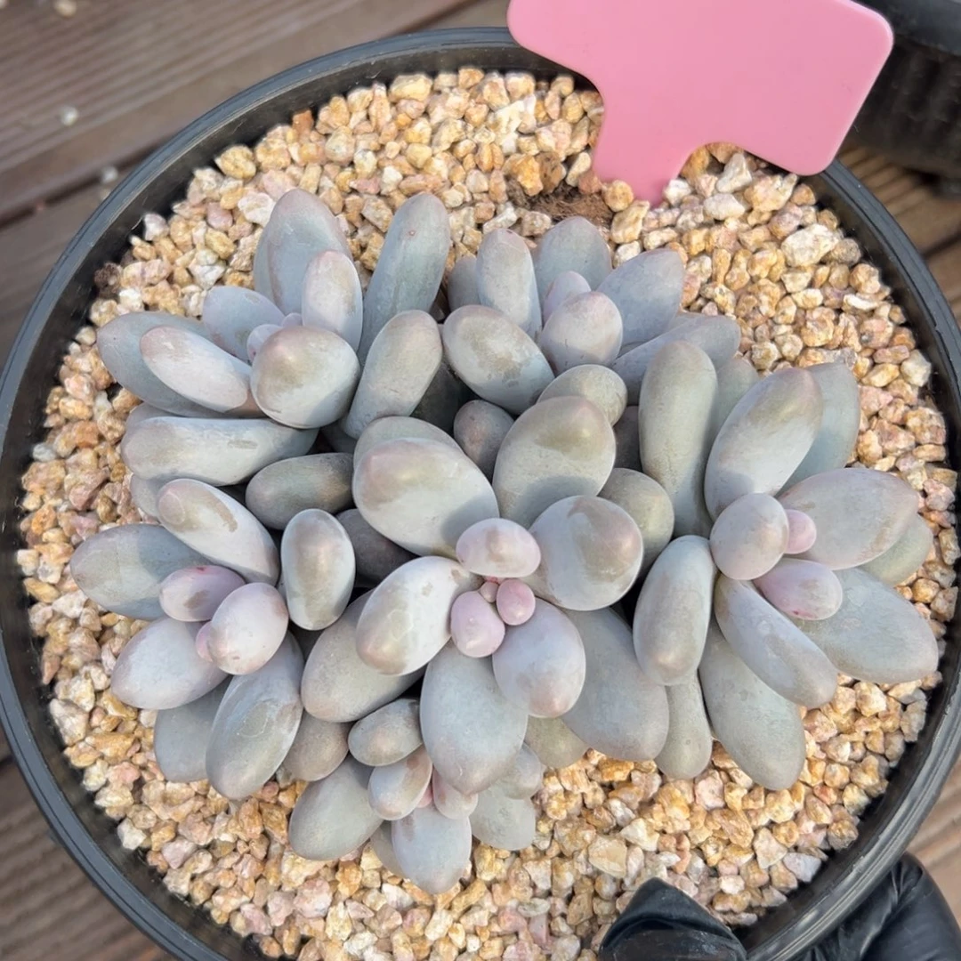 汤圆111111111111111