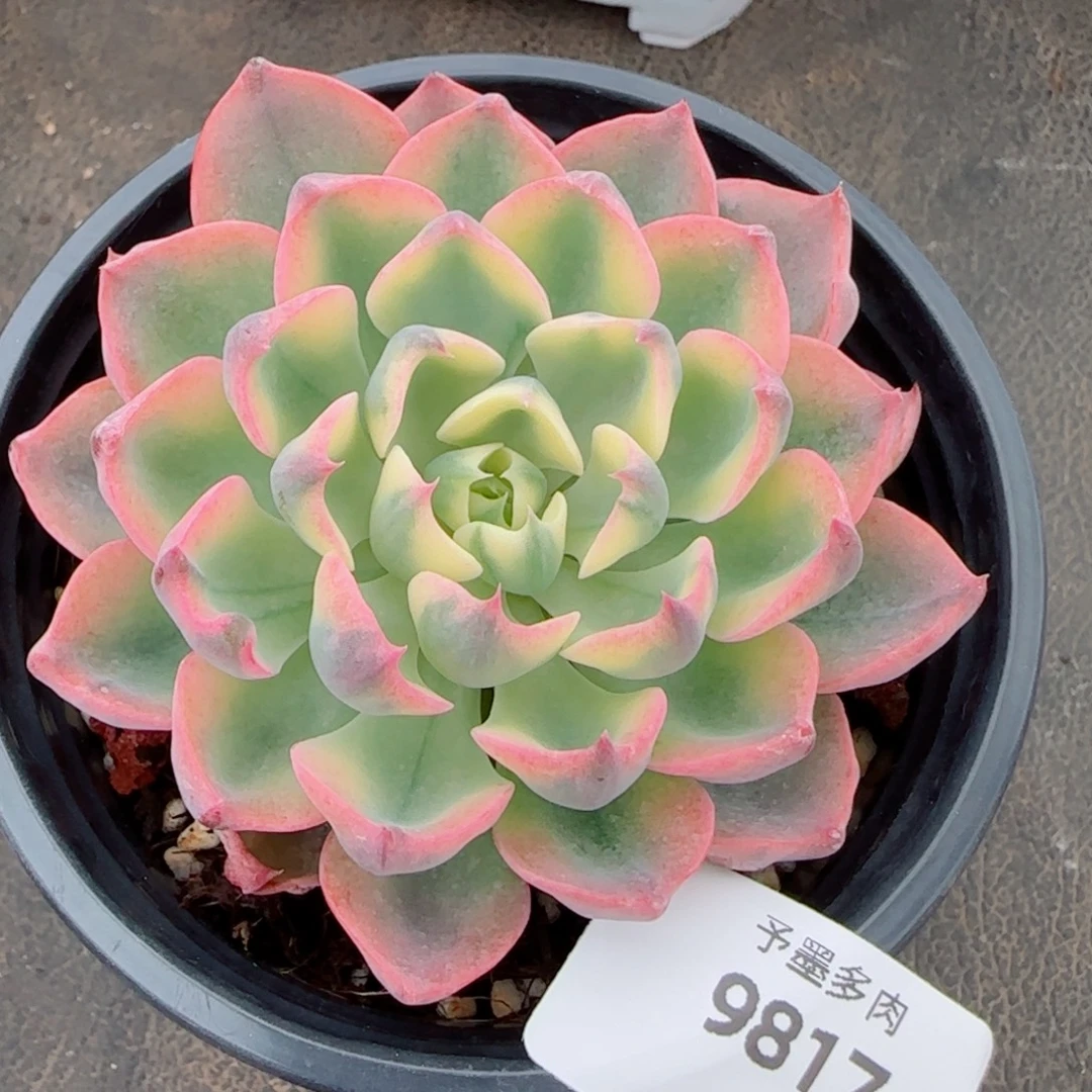姬莲锦，9817多肉植物