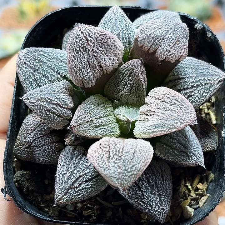 十二卷多肉雪之礼