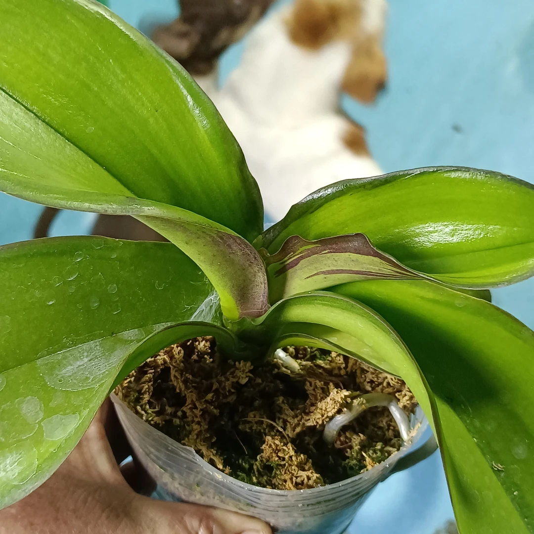 蝴蝶兰光芒四射变异株3.5寸加高杯不带花根少量