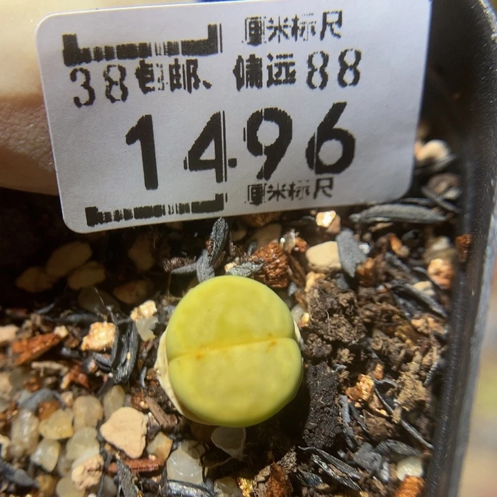 Zzz精品生石花1496