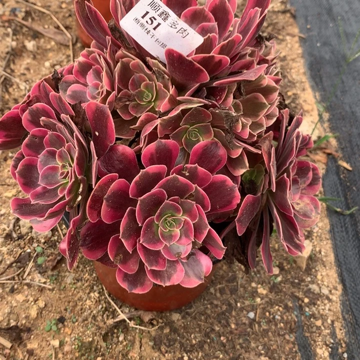 151凤冠多肉植物特价