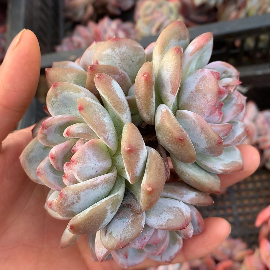 4头紫皮星影005.00110