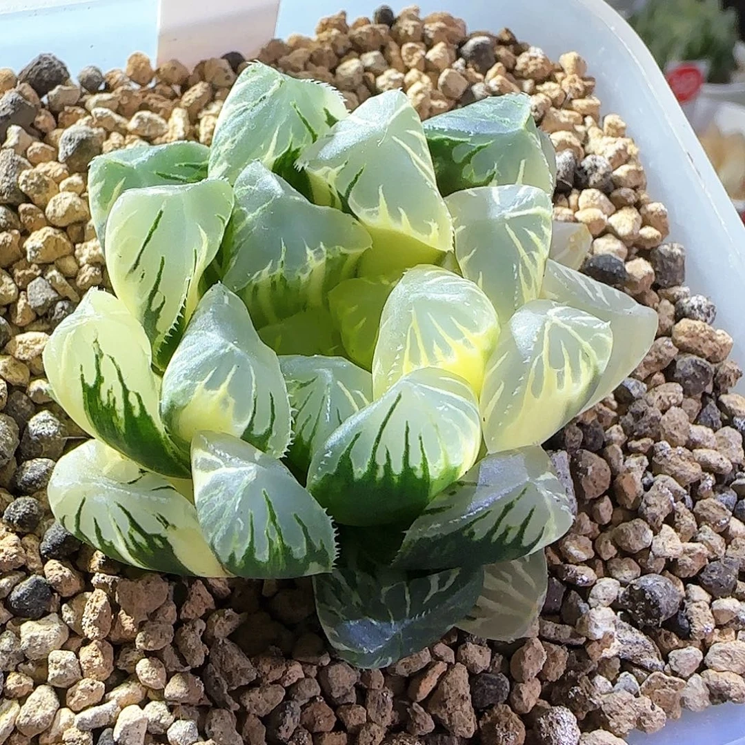 043号花水晶实生玉露锦一物一拍带盆土