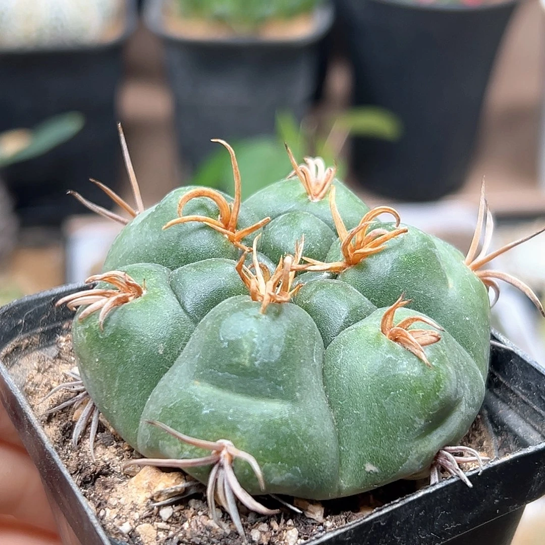 无花朵兰花刺海王实生5.7CM