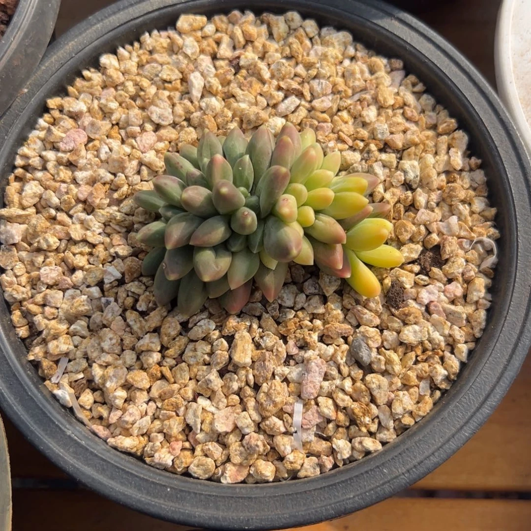 多肉植物千代田锦缀