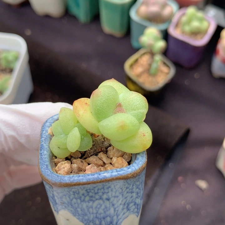 小脸冰玉石化锦 有白锦 3头 稳定