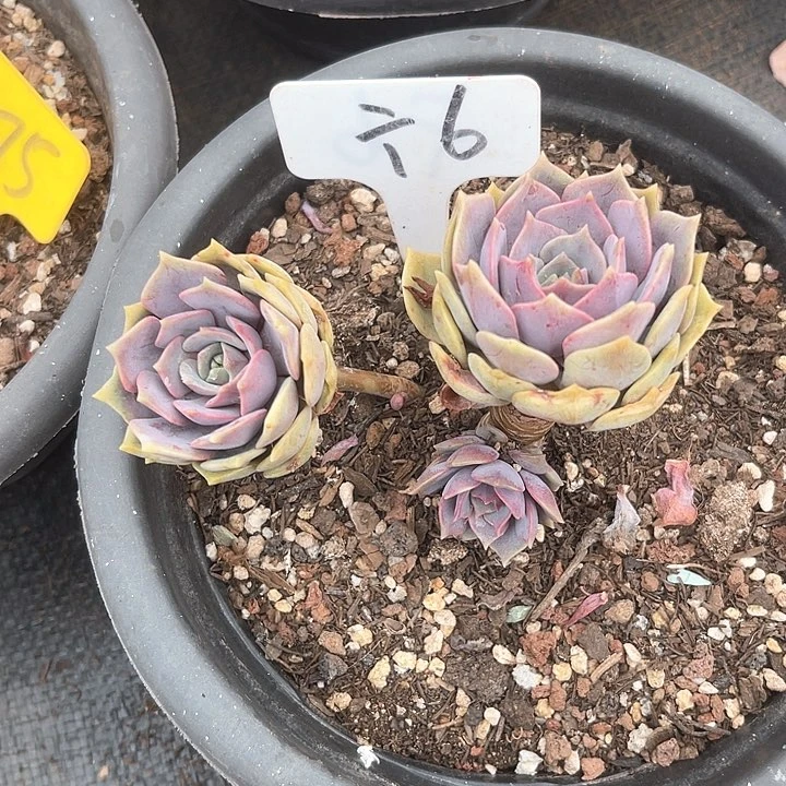 晨语多肉，一物一拍6