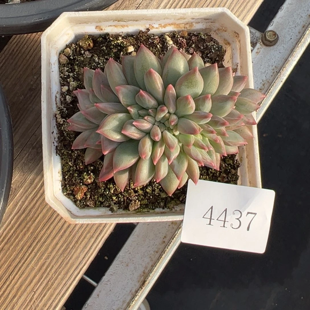 简*單4437肉肉肉肉肉肉肉