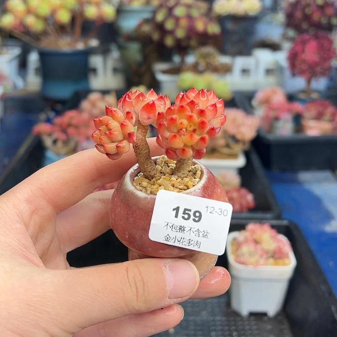 宝*然159不带盆