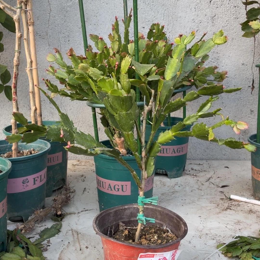 无花朵第二课叶仙嫁接5色送支架