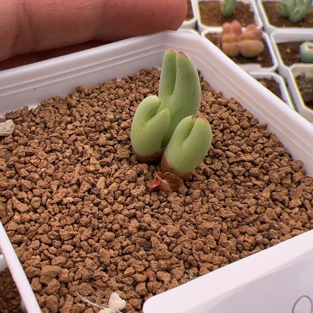 5.13皮卡丘多肉植物179